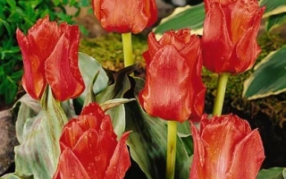 Красные тюльпаны на фоне зелени - Дуббэлэ Роодкапе