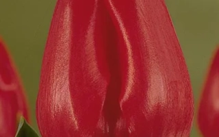 Красный тюльпан сорта Динамит