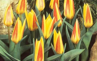 Желто-оранжевые тюльпаны Джузеппе Верди на фоне зелени