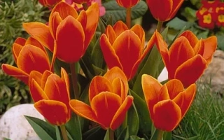 Тюльпаны сорта Early Harvest на фоне зелени - Эрли Харвэст