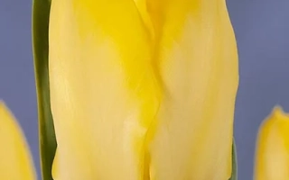 Желтый тюльпан на синем фоне - Истер Мун