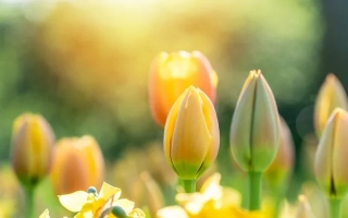Тюльпаны на фоне солнечного света - Эффект / Ефект