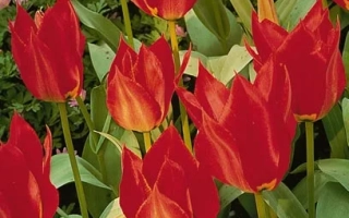 Red tulips against green foliage - Eichleri