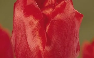 Red tulip against green background - Eire