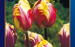 El Cid tulip seed packet