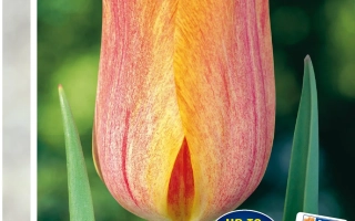 Tulip El Nino on packaging