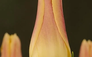 Tulip variety Elegant Lady on dark background