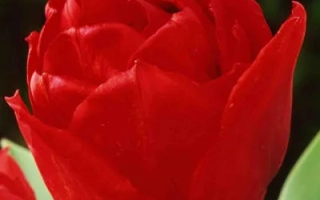 Red tulip variety Elisabeth