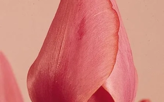 Pink tulip on pink background - Elisabeth Arden