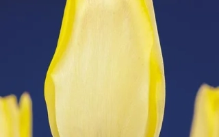 Yellow tulip on blue background - Ellen Willmott