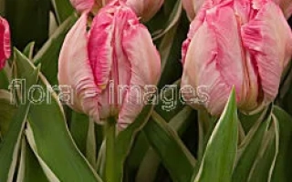 Tulips of the Elsenburg variety against green foliage