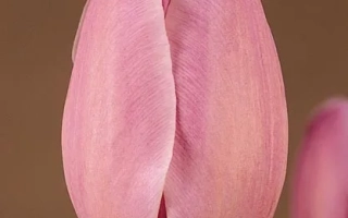 Pink tulip variety Elsie