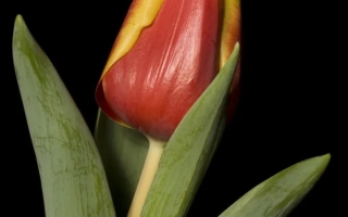 Tulip with red-yellow bud on black background - Enkhuizen