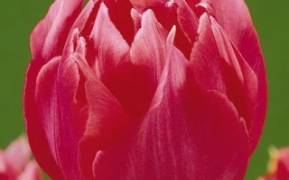 Close-up of a red tulip against a green background - Erfurt