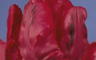 Close-up of a red tulip against a blue background - Erna Lindgreen