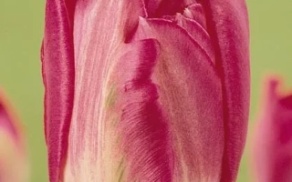 Eros tulip on green background