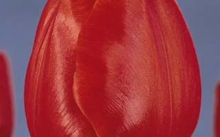 Red tulip on blue background - Escape