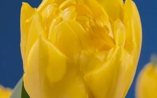 Yellow tulip on blue background - Eskilstuna