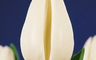 White tulip on blue background - Eskimo Chief