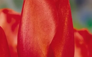 Red tulip variety Esmee against a background of other flowers