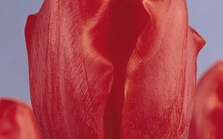 Red Esmeralda tulip on a purple background