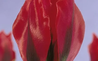 Red tulip on purple background - Esperanto