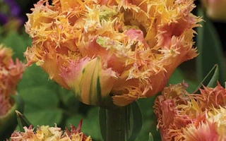 Esprit tulips with orange-pink petals