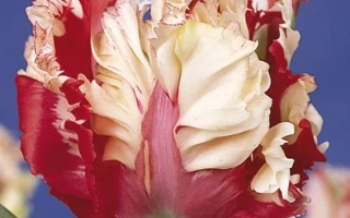 Tulip variety Estella Rijnveld on blue background