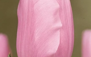 Pink tulip on blurred background - Esther