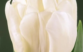 White Evita tulip on dark background