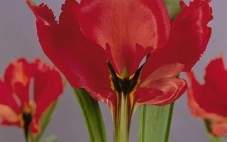 Red tulips on a light gray background - Exotic Bird