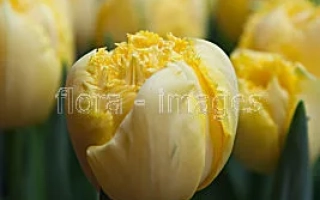 Yellow tulips of the Exotic Sun variety against green foliage