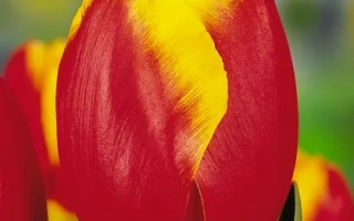 Tulip Falcon with red and yellow petals against a green background