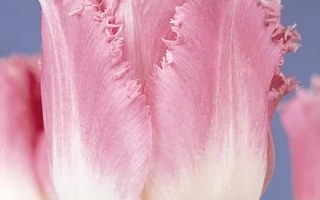 Pink tulips of the Fancy Frills variety on a purple background