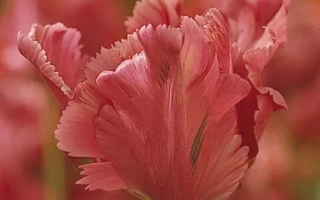 Close-up of red tulips of the Fantasy variety against a blurred background of flowers.
