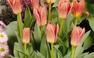 Pink-orange tulips against a green background - Fashion
