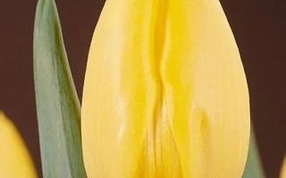 Желтый тюльпан на темном фоне - Фатс Домино