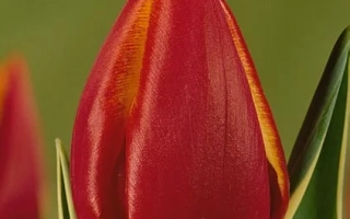 Красный тюльпан сорта Фернанда на зелёном фоне - Фэрнанда