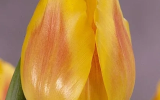 Желтый тюльпан сорта Фэстивал на фиолетовом фоне