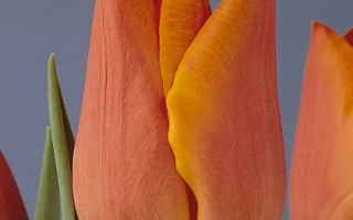 Тюльпаны оранжевого цвета на синем фоне - Фидэлио