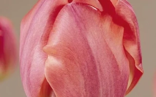 Тюльпан сорта Финал Стар на нейтральном фоне