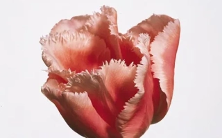 Тюльпан сорта Финэ Арт на белом фоне