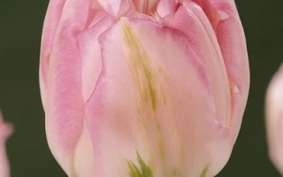 Розовый тюльпан сорта Финола на темном фоне