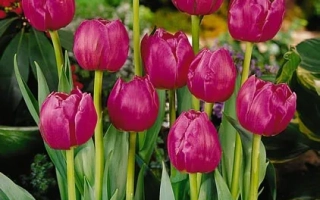 Тюльпаны Фиона на фоне цветника