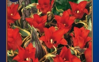 Пакет семян тюльпанов Fire of Love - Файер оф Лов