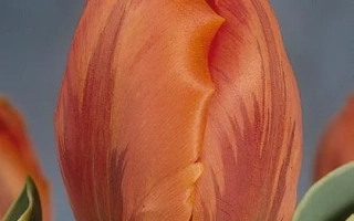 Тюльпан оранжевого цвета на фоне - Файер Квин