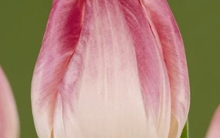 Тюльпан сорта First Class на зелёном фоне - Фирст Класс