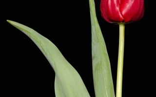 Красный тюльпан на черном фоне - Фирст Лион