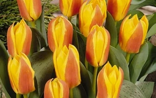 Тюльпаны сорта First Love на фоне зелени - Фирст Ловэ