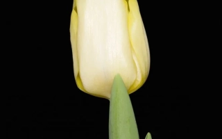 Белый тюльпан на черном фоне - Фирст Нинэ